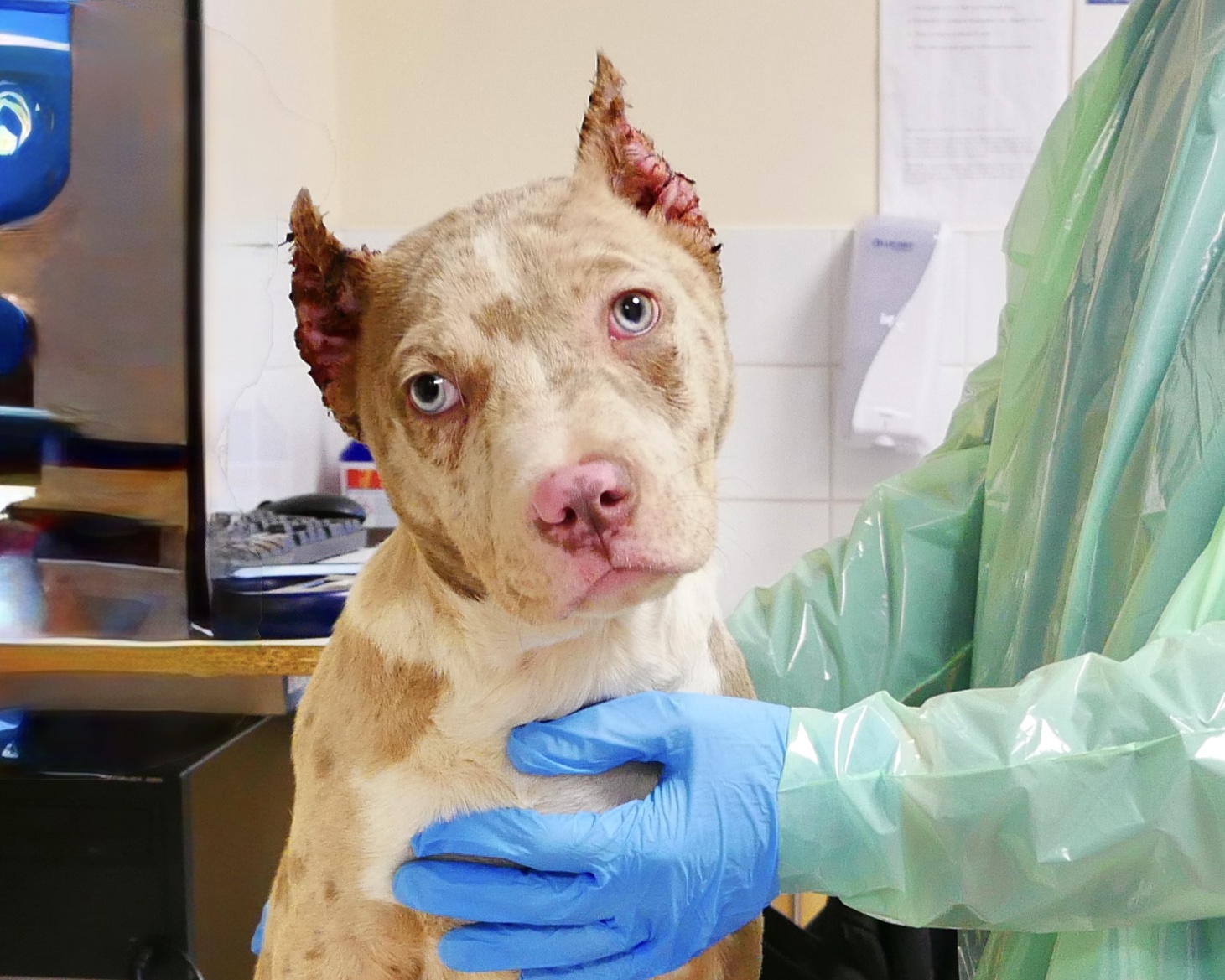 Rolly – Court Case