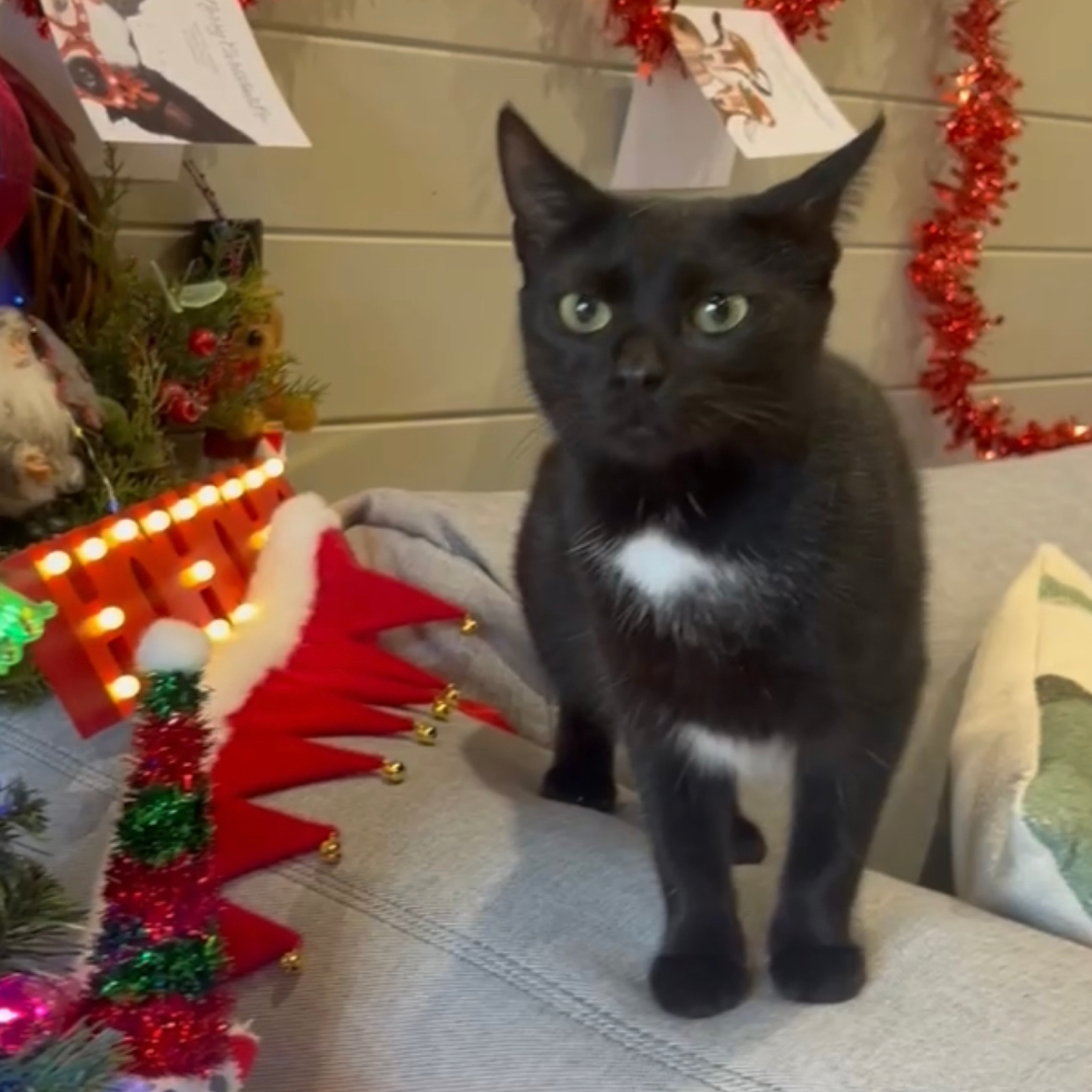 Foster a Cat for Christmas