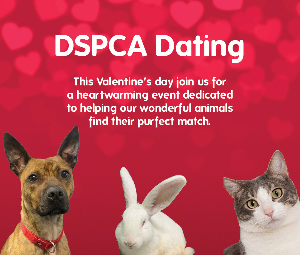DSPCA Dating