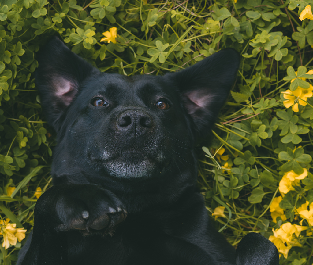 Spring – Things to keep in mind when out and about with pets