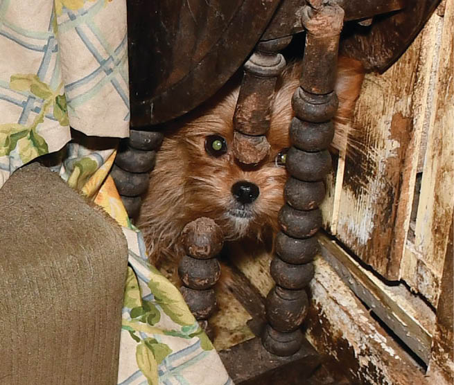 140 animals rescued from Dublin petting farm – Court Case