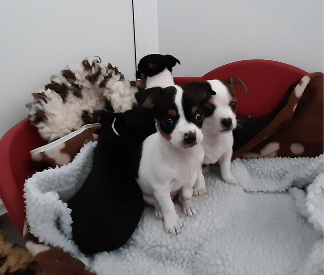 Dublin Port Puppies – Court Case
