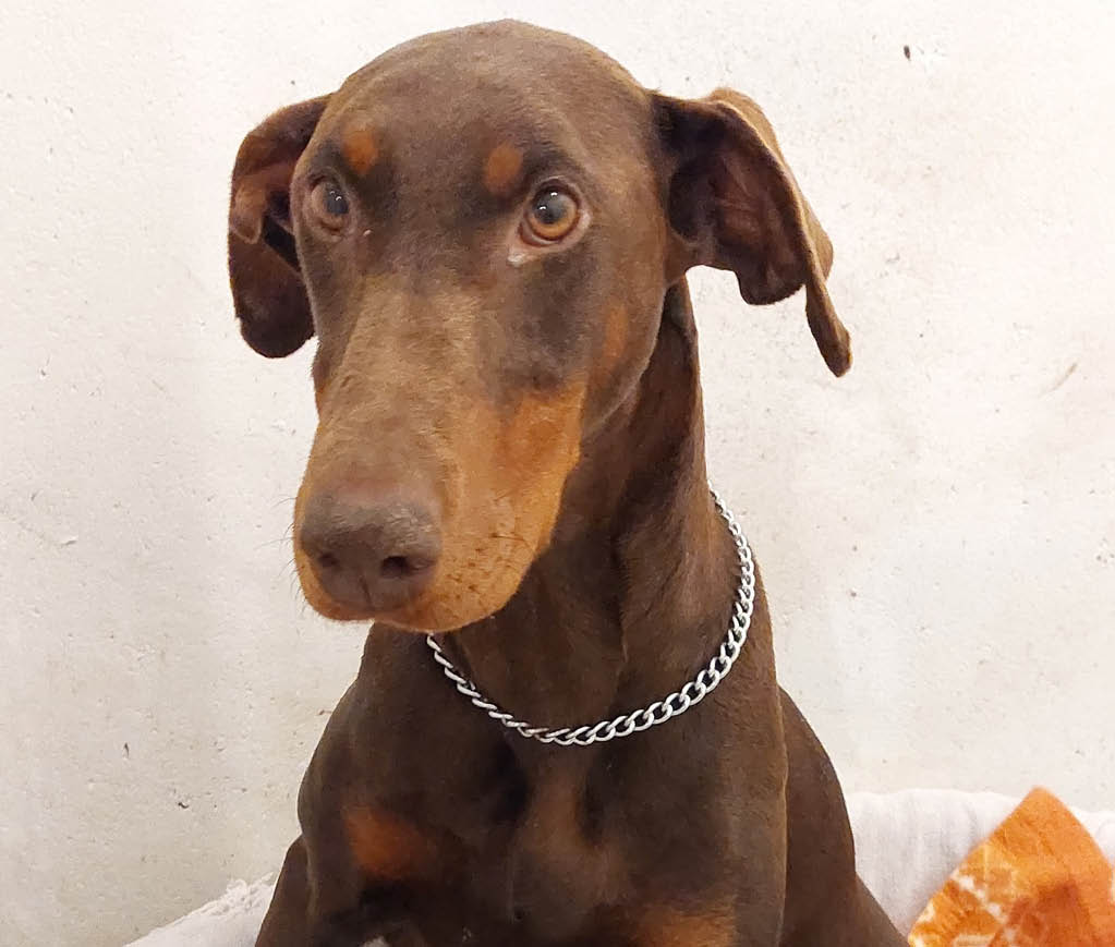 Tail Docking – Court Case