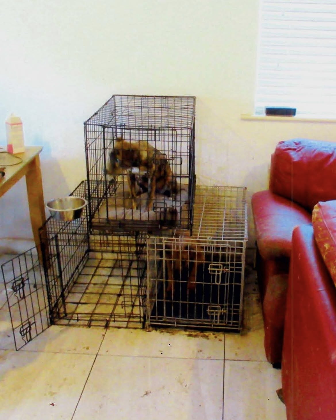 Lifetime ban from owning animals