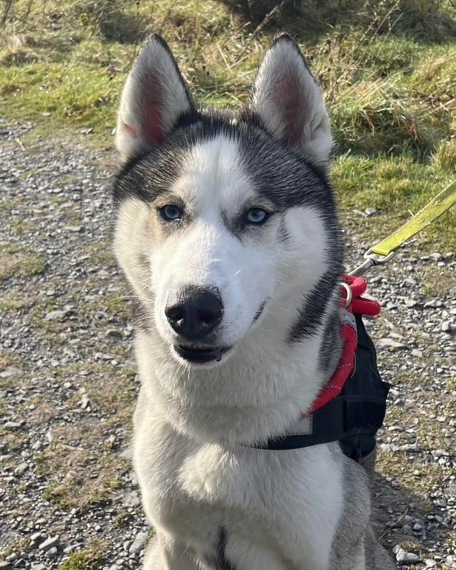 Video footage captured a man “physically abusing a husky dog” 