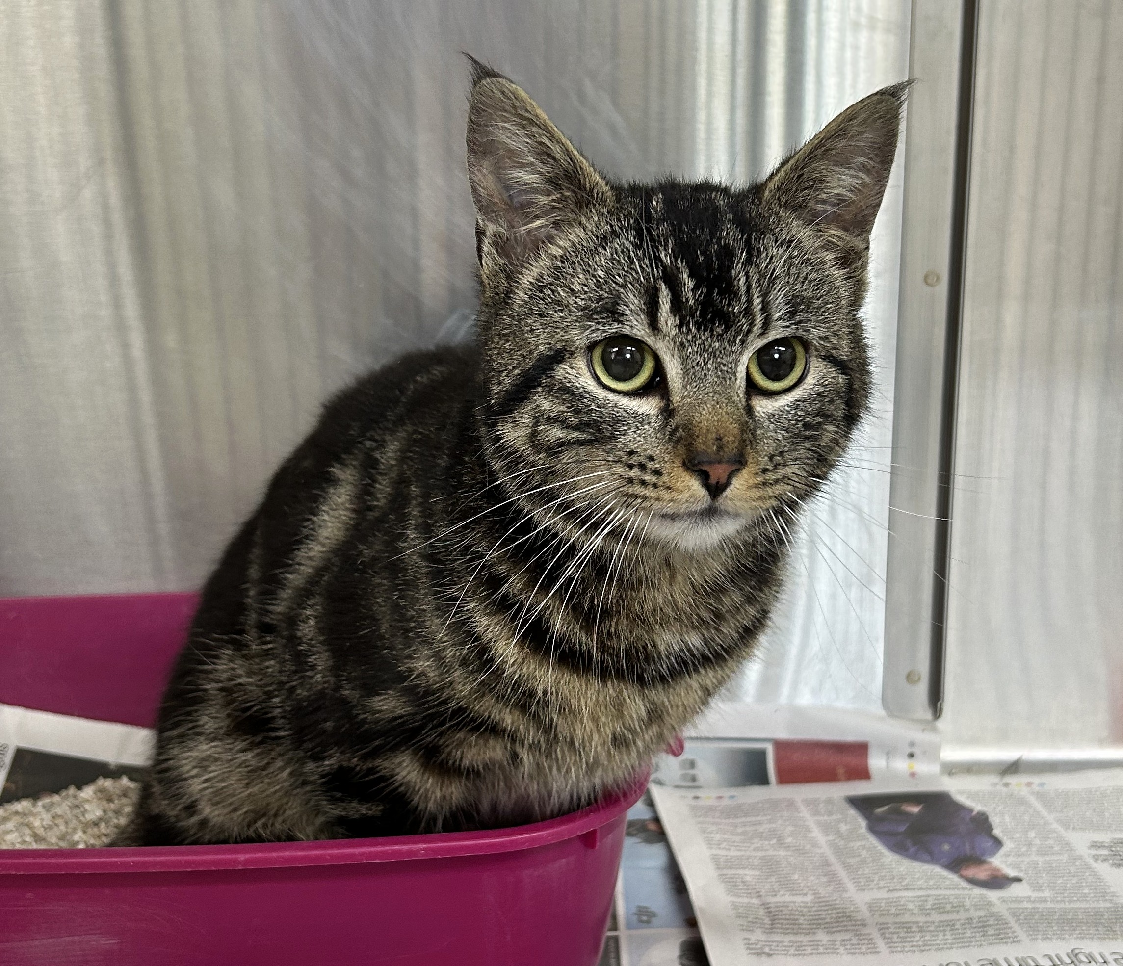 Tabby male cat #31692