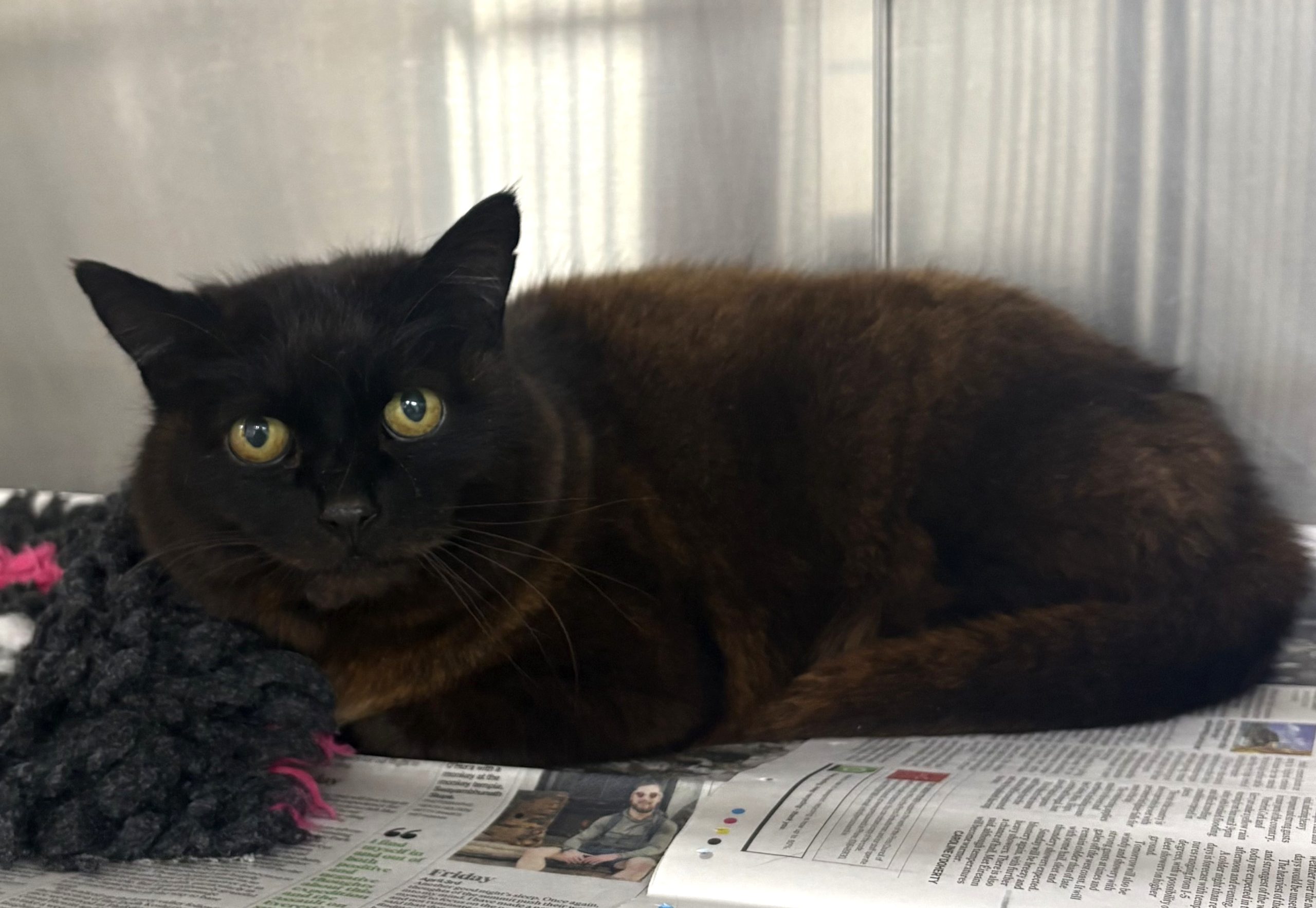Female black cat#31889
