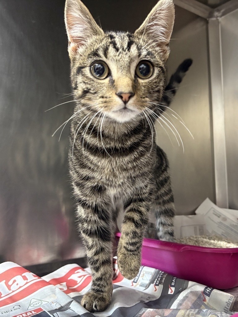 Tabby female cat #31846