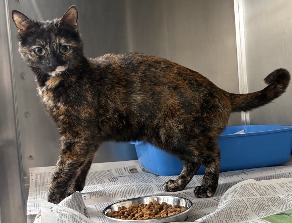 Torti kitten #31846