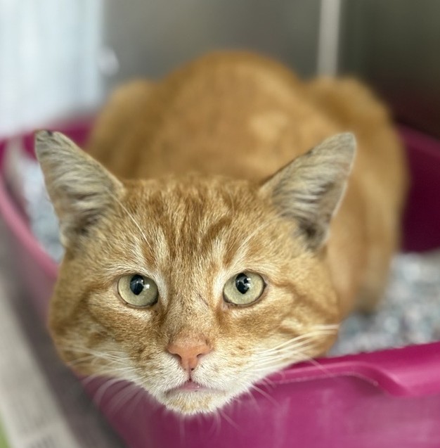 Ginger male cat #31802